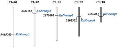 NRAMP gene family in Kandelia obovata: genome-wide identification, expression analysis, and response to five different copper stress conditions